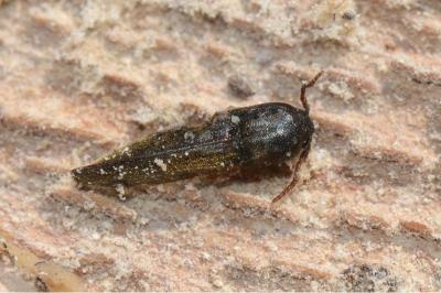 <i>Nematodes filum</i>