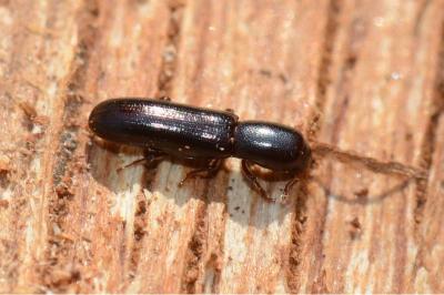 <i>Teredus cylindricus</i>