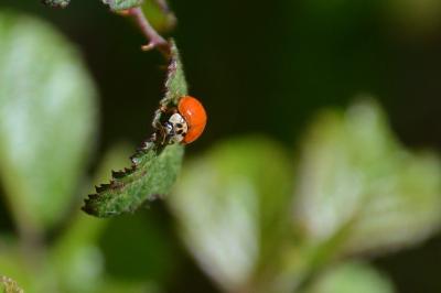 <i>Harmonia axyridis</i>