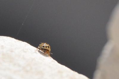 <i>Tytthaspis sedecimpunctata</i>