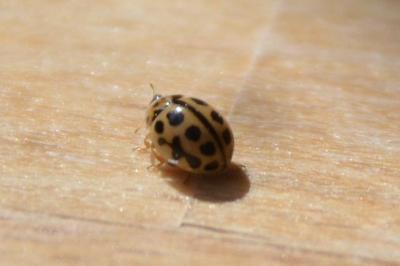 <i>Tytthaspis sedecimpunctata</i>