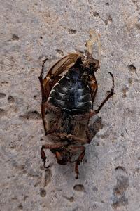 <i>Melolontha melolontha</i>