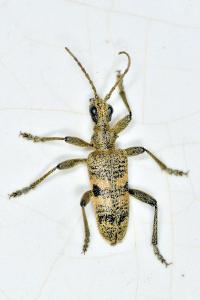 <i>Rhagium mordax</i>