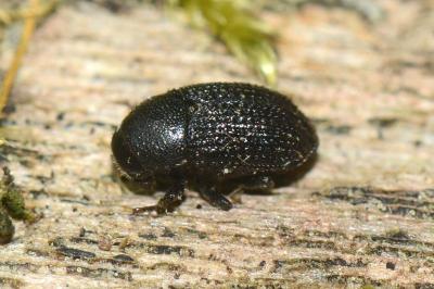 <i>Hylesinus crenatus</i>