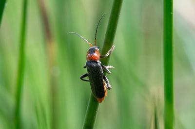 <i>Cantharis fusca</i>