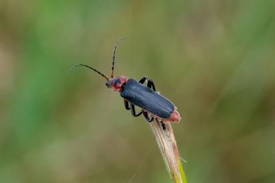 <i>Cantharis rustica</i>