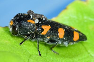<i>Ptosima undecimmaculata</i>