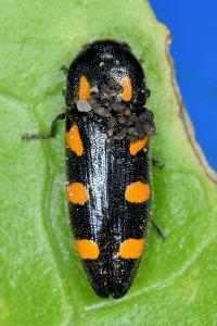 <i>Ptosima undecimmaculata</i>
