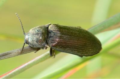 <i>Selatosomus latus</i>