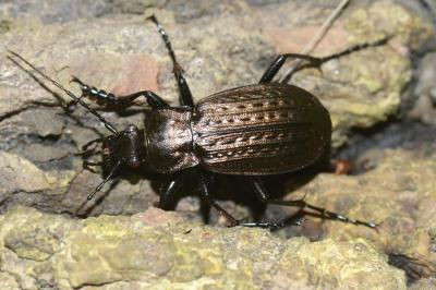 <i>Carabus granulatus</i>