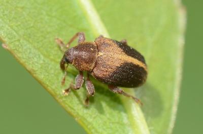 <i>Lignyodes enucleator</i>