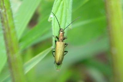 <i>Chrysanthia viridissima</i>