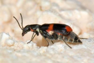 <i>Anthocomus fasciatus</i>