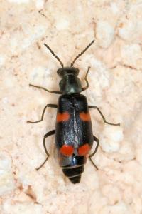 <i>Anthocomus fasciatus</i>
