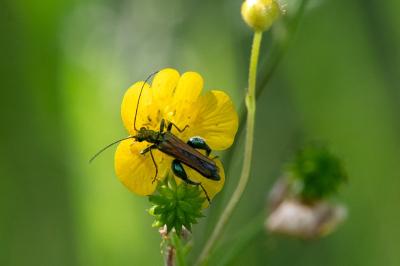<i>Oedemera nobilis</i>