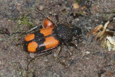 <i>Panagaeus cruxmajor</i>
