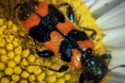 <i>Trichodes apiarius</i>