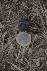 <i>Lucanus cervus</i>