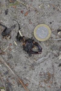 <i>Lucanus cervus</i>