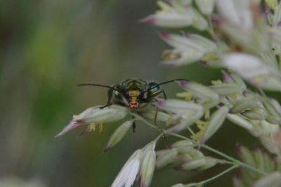 <i>Oedemera nobilis</i>