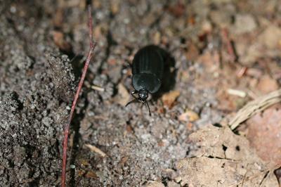 <i>Silpha carinata</i>
