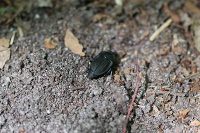 <i>Silpha carinata</i>