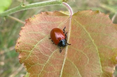 <i>Chrysomela</i>
