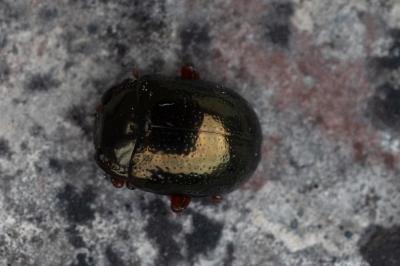 <i>Chrysolina bankii</i>