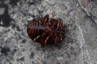 <i>Chrysolina bankii</i>
