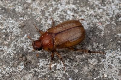 <i>Rhizotrogus marginipes</i>