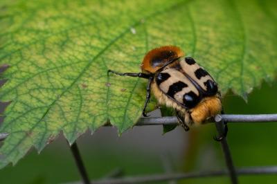 <i>Trichius gallicus</i>