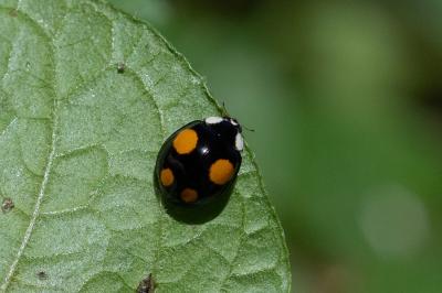 <i>Harmonia axyridis</i>