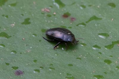 <i>Agabus bipustulatus</i>