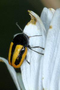 <i>Cryptocephalus vittatus</i>