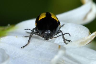 <i>Cryptocephalus vittatus</i>