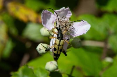 <i>Rutpela maculata</i>
