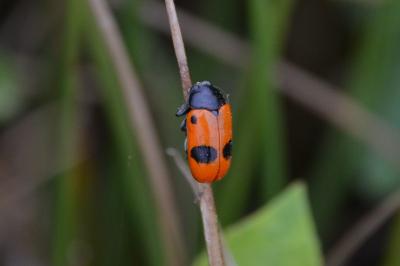 <i>Clytra laeviuscula</i>