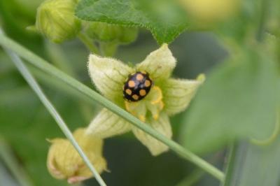 <i>Coccinula quatuordecimpustulata</i>