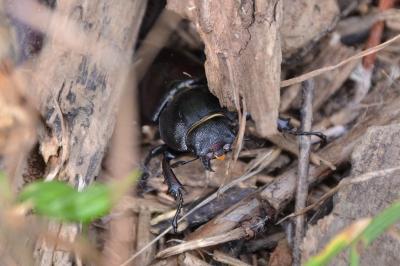 <i>Lucanus cervus</i>