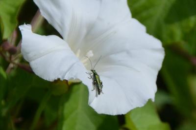 <i>Oedemera nobilis</i>