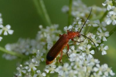 <i>Rhagonycha fulva</i>