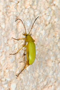<i>Cteniopus sulphureus</i>