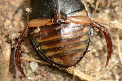 <i>Acilius canaliculatus</i>