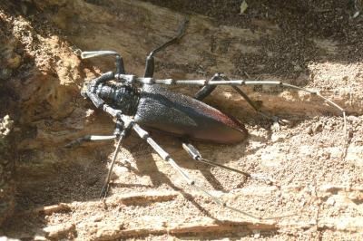 <i>Cerambyx cerdo</i>