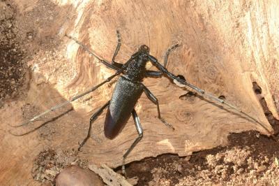 <i>Cerambyx cerdo</i>