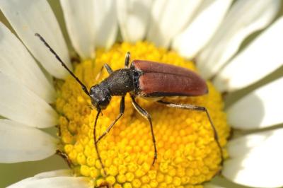 <i>Anastrangalia dubia</i>