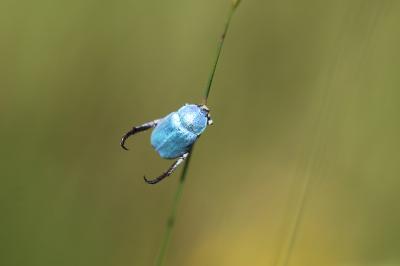 <i>Hoplia coerulea</i>