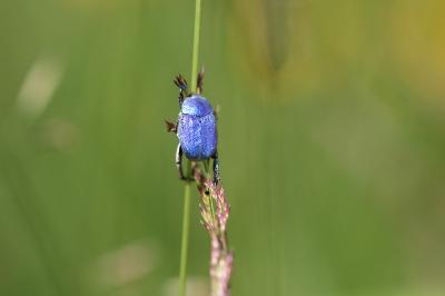 <i>Hoplia coerulea</i>