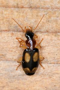 <i>Dromius quadrimaculatus</i>