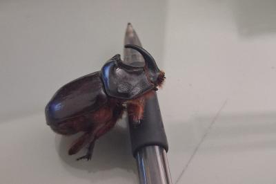 <i>Oryctes nasicornis</i>